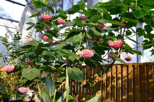 Dombeya burgessiae, Hydrangea Tree, 5 seeds