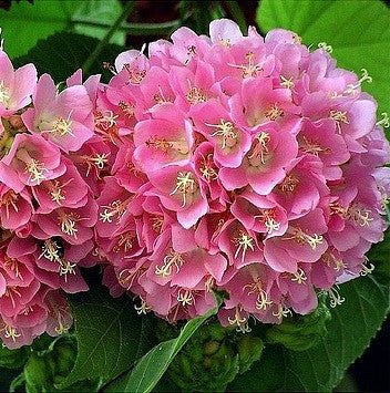 Dombeya burgessiae, Hydrangea Tree, 5 seeds