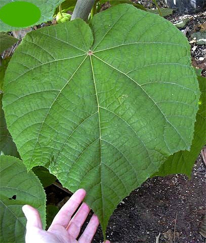 Dombeya burgessiae, Hydrangea Tree, 5 seeds