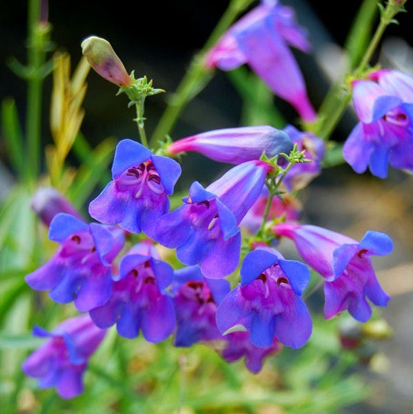 Rocky Mountain Penstemon - Penstemon strictus