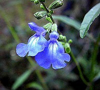 Salvia azurea - Prairie Sage