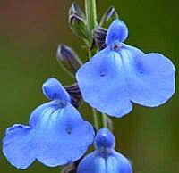 Salvia azurea - Prairie Sage