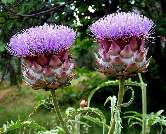 Purple Artichoke - Violette de Provence