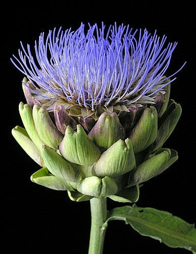 Purple Artichoke - Violette de Provence