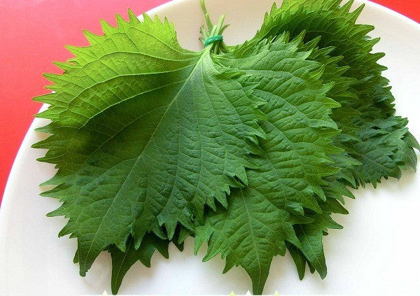 Green Shiso - Perilla frutescens