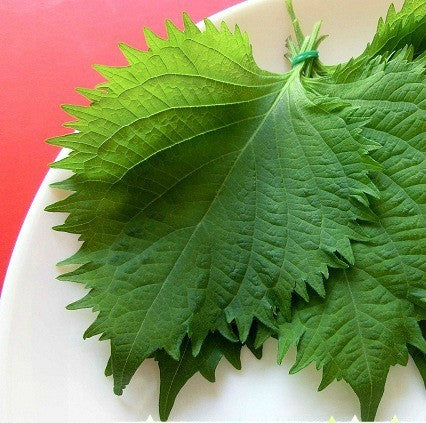 Green Shiso - Perilla frutescens