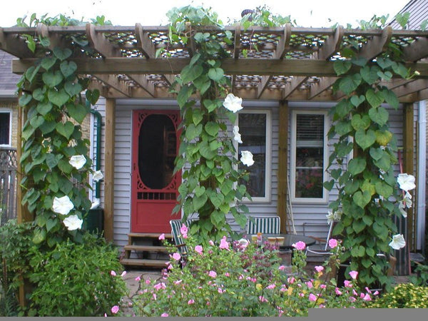 Calonyction  - Giant Moonflower Vine