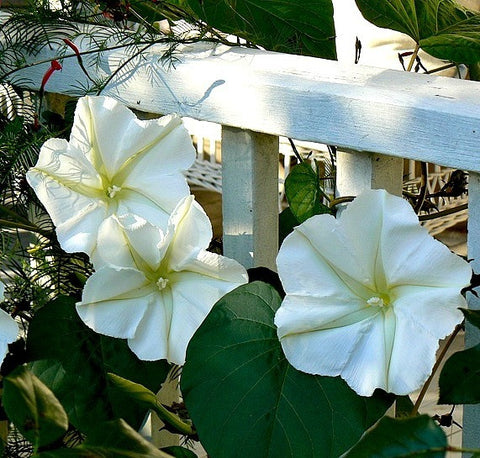 Giant Moonflower- Calonyction aculeatum