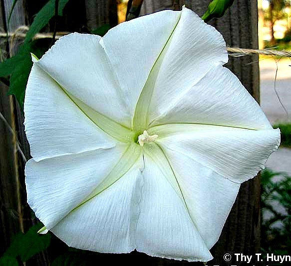 Calonyction  - Giant Moonflower Vine