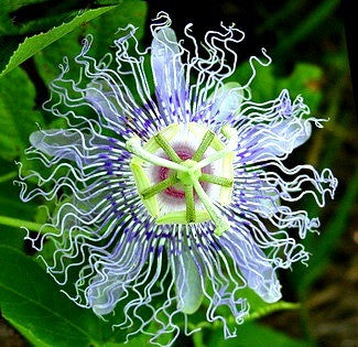 Passiflora incarnata - Maypop