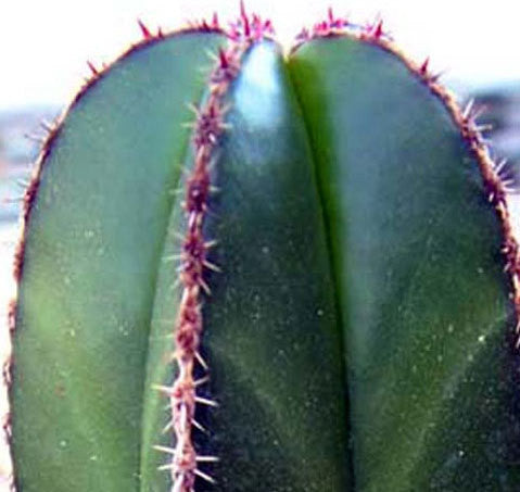 Giant Cactus Collection - Pachycereus spp.