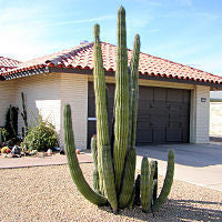 Giant Cactus Collection - Pachycereus spp.
