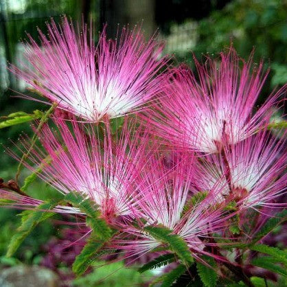 Calliandra eriophylla - Pink Fairy Duster