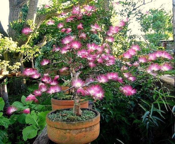 Calliandra eriophylla - Pink Fairy Duster