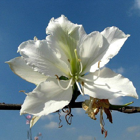 Bauhinia alba - White Orchid Tree