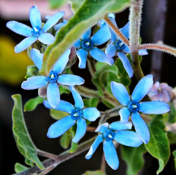 Tweedia caerulea   Blue Milkweed Vine