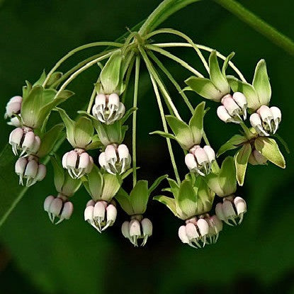 Asclepias exaltata - Poke Milkweed