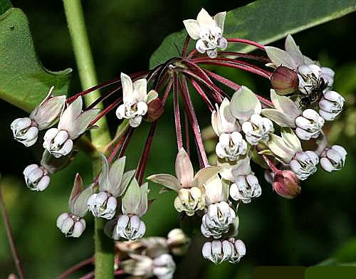Asclepias exaltata - Poke Milkweed
