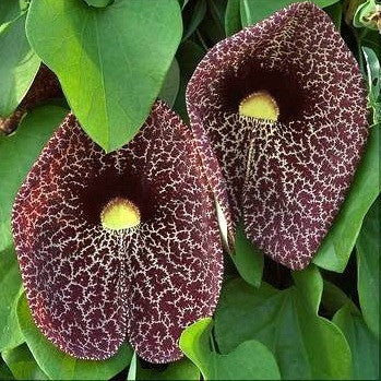 Aristolochia elegans   Calico Vine
