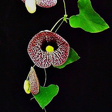 Aristolochia elegans   Calico Vine