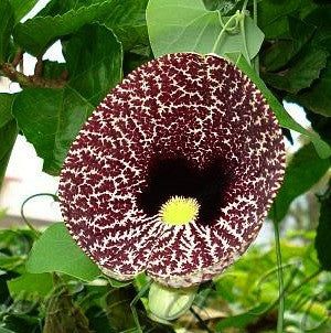 Aristolochia elegans   Calico Vine