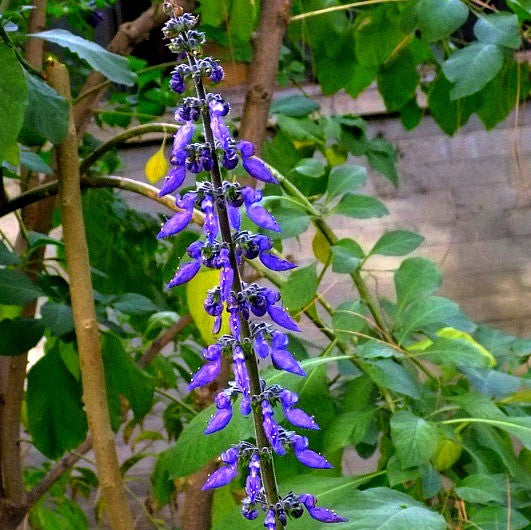 Coleus forsokolii - Plectranthus barbatus  - Indian Coleus