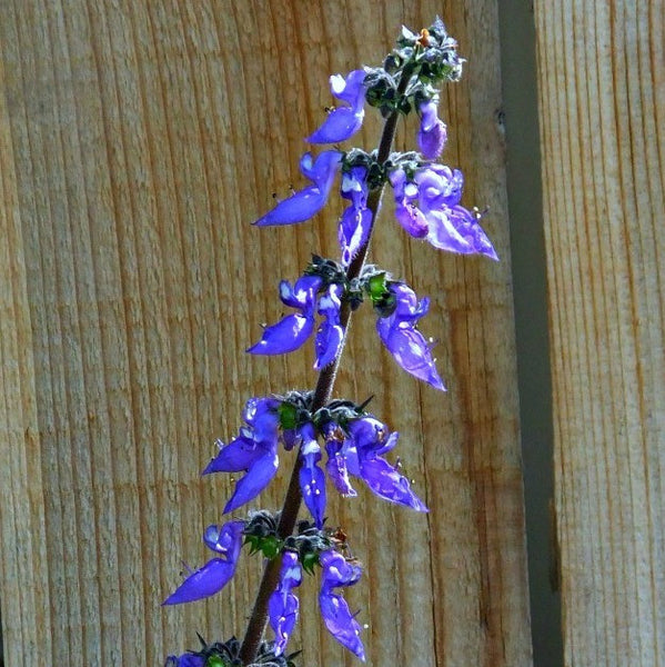 Coleus forsokolii - Plectranthus barbatus  - Indian Coleus