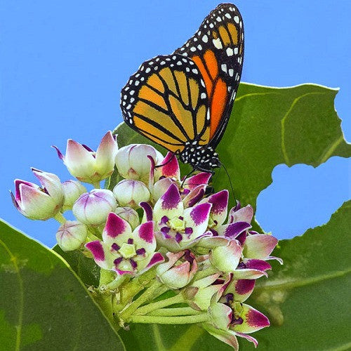 Calotropis procera - Purple Crown Flower