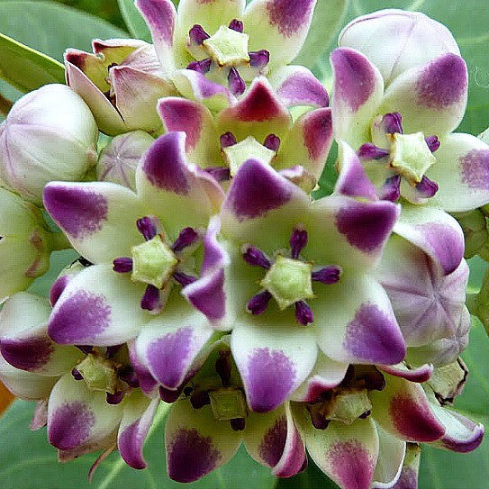 Calotropis procera - Purple Crown Flower