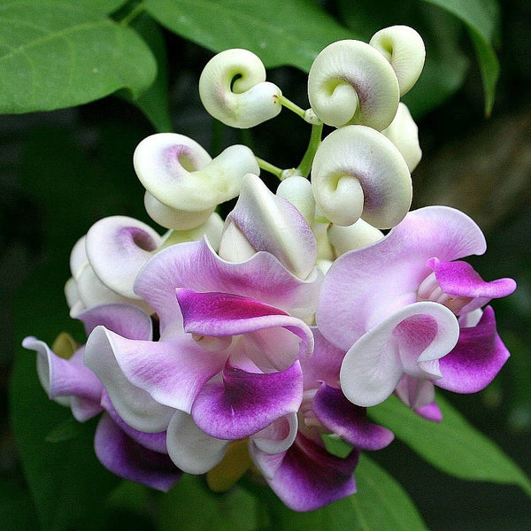 Phaseolus caracalla - Corkscrew Vine