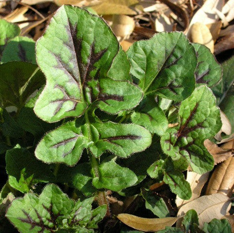 Salvia lyrata - Lyre Leaf Sage