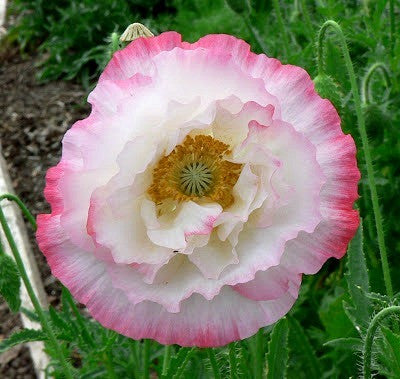 Papaver rhoeas - Pink Shirley Poppy Mix