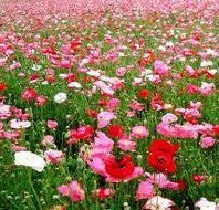 Papaver rhoeas - Pink Shirley Poppy Mix