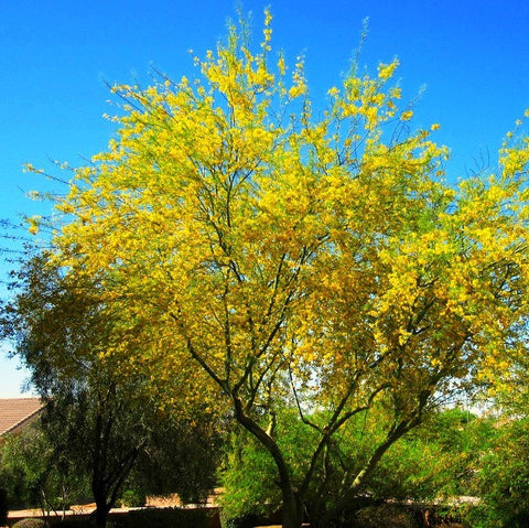Cercidium floridum - Palo Verde Tree