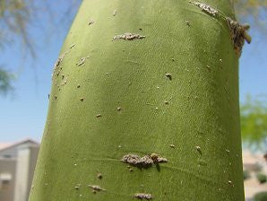 Cercidium floridum - Palo Verde Tree