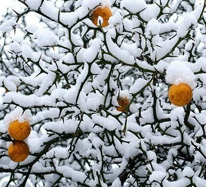 Poncirus citrus trifoliata - Flying Dragon