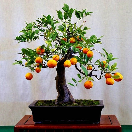 Poncirus citrus trifoliata - Flying Dragon