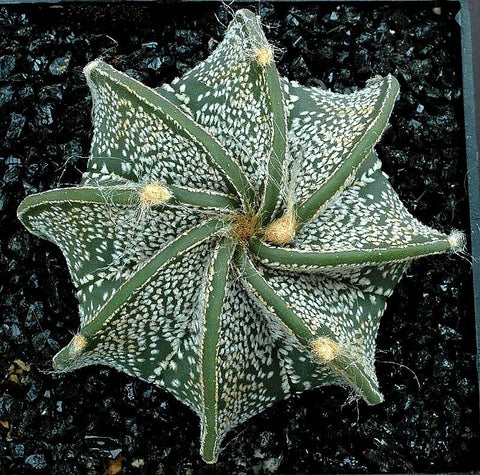 Astrophytum capricorne - Goat's Horn Cactus