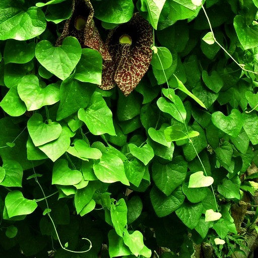 Aristolochia elegans   Calico Vine