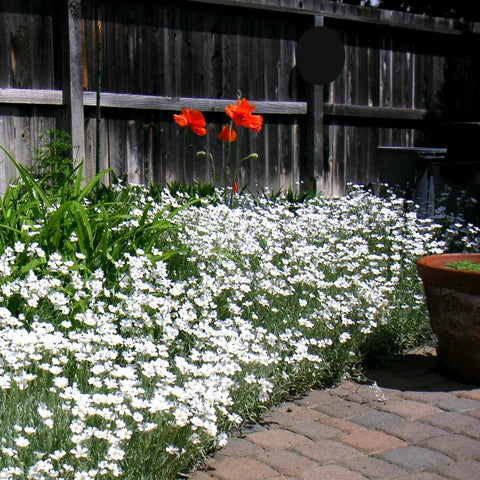 planting snow in summer seeds Snow in Summer