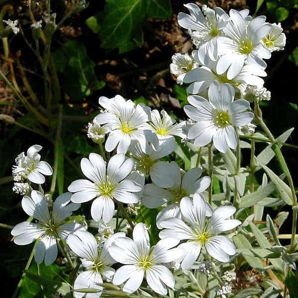 Snow in Summer - Cerastium tomentosum