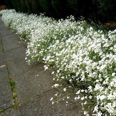 Snow in Summer - Cerastium tomentosum