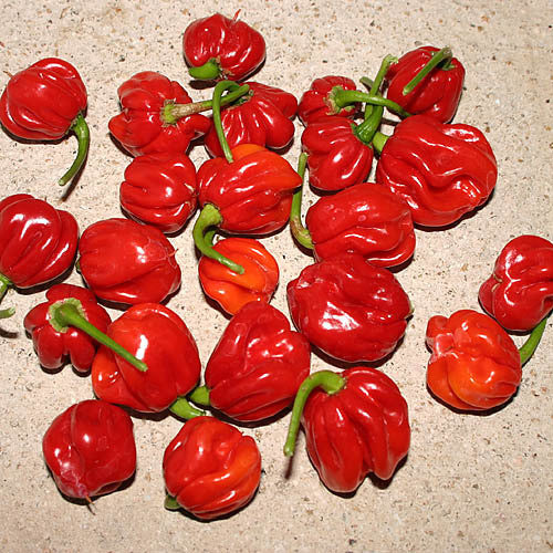 Hot Chili Pepper Collection - Exotic Varieties