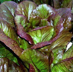 Baby Lettuce Mix - 15 Tender Varieties