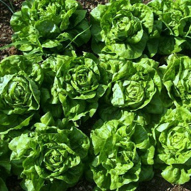 Baby Lettuce Mix - 15 Tender Varieties