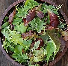 Baby Lettuce Mix - 15 Tender Varieties