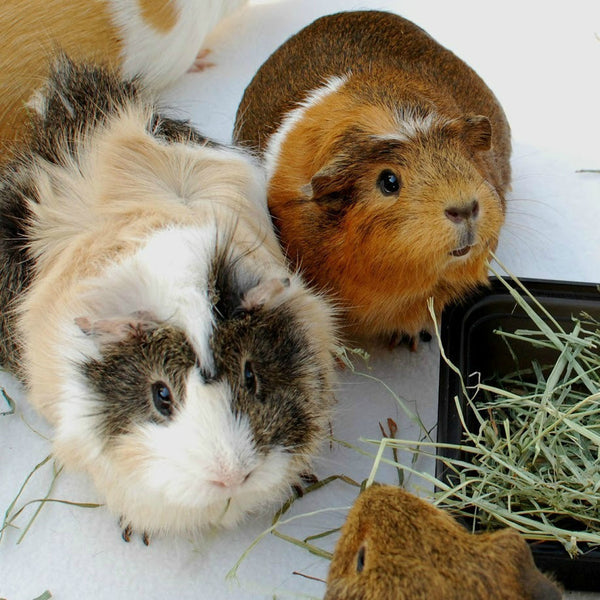 Timothy Hay for Rabbits and Cavies