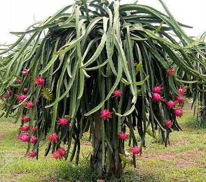 Dragon Fruit - Hylocereus triangularis