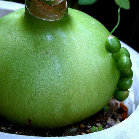 Ornithogalum caudatum - Pregnant Onion Bulbs