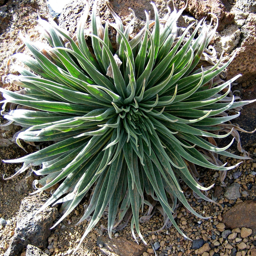 tower of jewels plant seeds Echium wildpretii